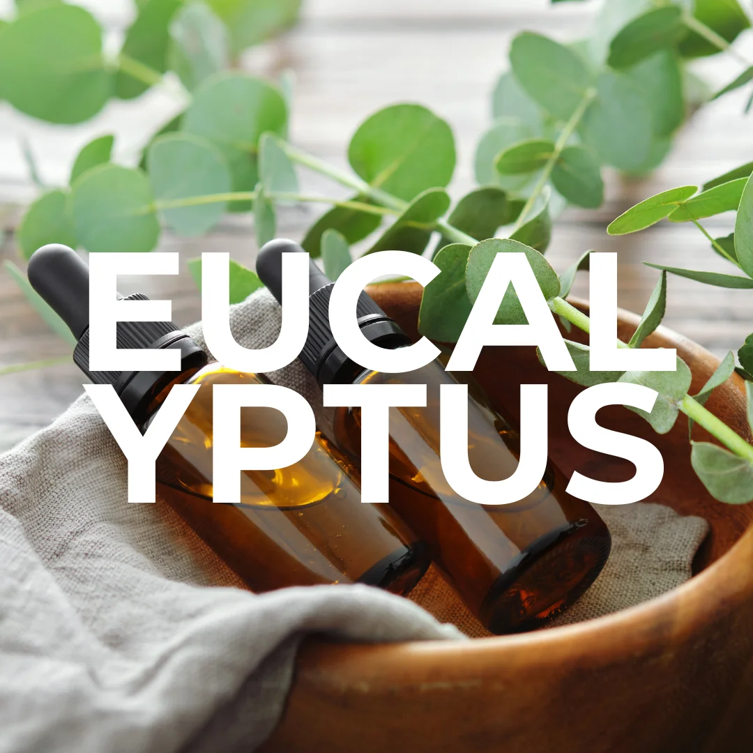 etherische-olie-eucalyptus