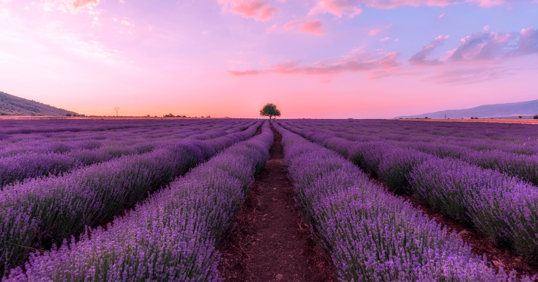 lavendelolie-voor-je-haar-3