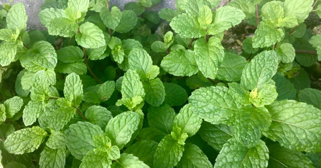 pepermuntolie-voor-je-haar-3