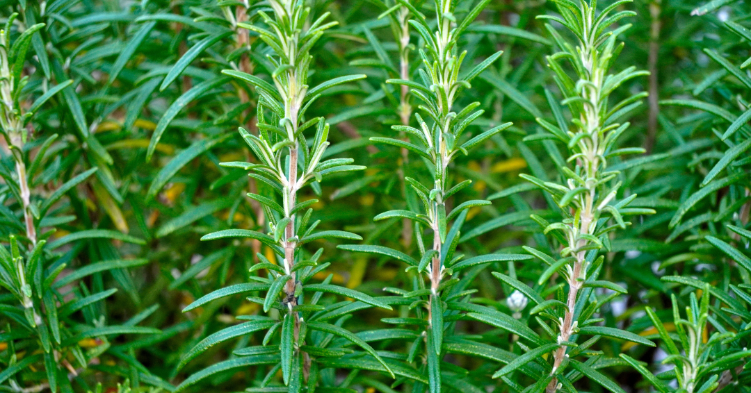 rozemarijnolie-voor-je-haar-2