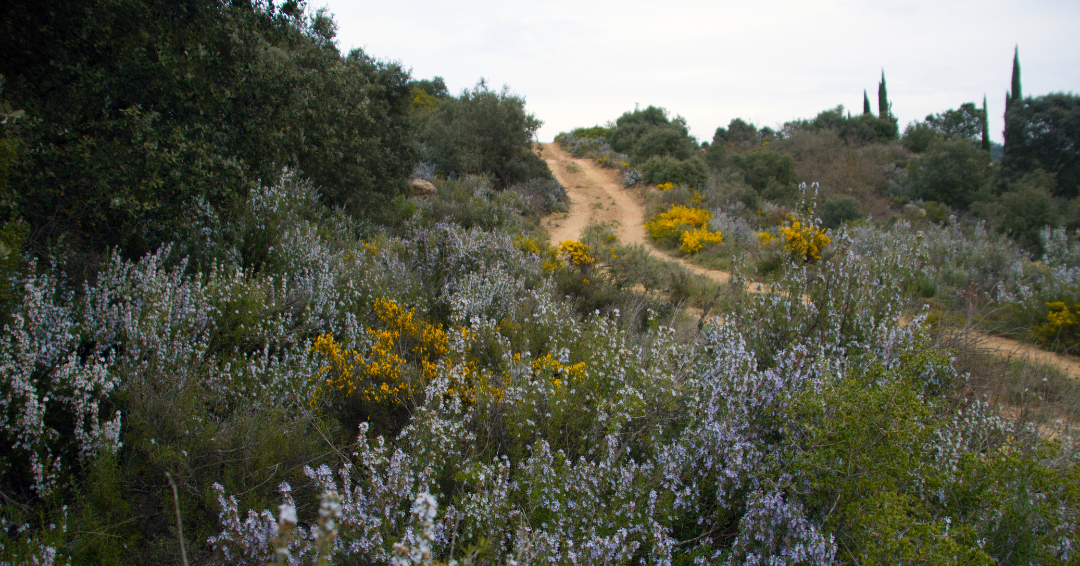rozemarijnolie-voor-je-haar-3